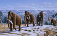 Woolly_mammoth_cropped